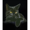 Diamond Dotz Midnight Cat – diamond painting, 27,9×35,5 cm, 4389 dotz