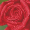 Diamond Dotz Rose Dew – diamond painting, 30,5×30,5 cm, 10449 dotz