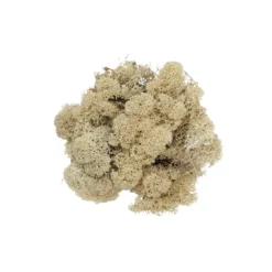 Reinlav (hvitmose) 100 g